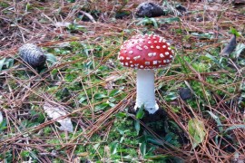 Amanita