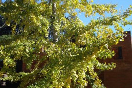 Ginkgo biloba trocando sua cor do verde para o amarelo