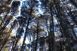 Mini Floresta Negra com Ciprestes