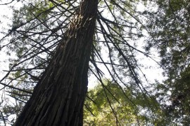 Sequoias-10