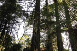 Sequoias-12