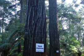 Sequoias-13