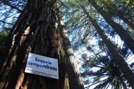 Sequoias-detalhe-tronco-5