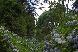 Trilha das Hortências