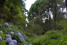 Trilha das Hortências